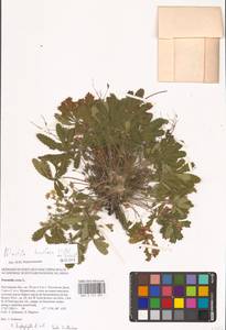 Potentilla humifusa Willd. ex D. F. K. Schltdl., Eastern Europe, Rostov Oblast (E12a) (Russia)