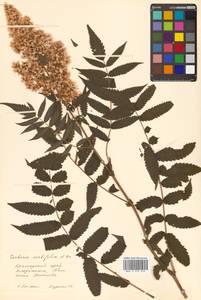 Sorbaria sorbifolia (L.) A. Braun, Siberia, Russian Far East (S6) (Russia)