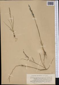 Eragrostis atrovirens (Desf.) Trin. ex Steud., America (AMER) (Argentina)