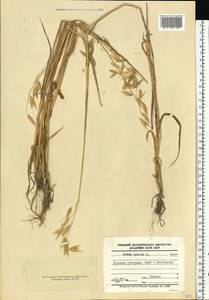 Avena sativa L., Eastern Europe, Central forest-and-steppe region (E6) (Russia)