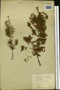 Juniperus communis L., Eastern Europe, Moscow region (E4a) (Russia)