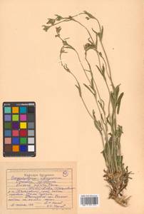 Silene aprica Turcz. ex Fisch. & C. A. Mey., Siberia, Russian Far East (S6) (Russia)