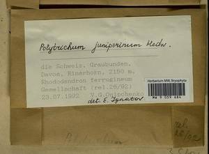 Polytrichum juniperinum Hedw., Bryophytes, Bryophytes - Western Europe (BEu) (Switzerland)