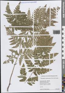 Dryopteris carthusiana (Vill.) H.P.Fuchs, Siberia, Western Siberia (S1) (Russia)