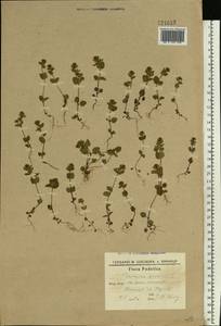 Veronica arvensis L., Eastern Europe, South Ukrainian region (E12) (Ukraine)