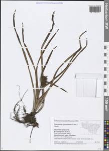 Sparganium glomeratum (Laest. ex Beurl.) Beurl., Eastern Europe, Central region (E4) (Russia)