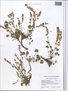 Oxyria digyna (L.) Hill, Middle Asia, Northern & Central Tian Shan (M4) (Kyrgyzstan)