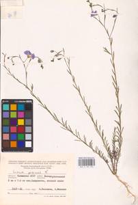 Linum perenne L., Eastern Europe, Lower Volga region (E9) (Russia)