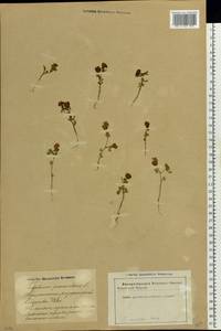 Trifolium campestre Schreb., Eastern Europe, Latvia (E2b) (Latvia)