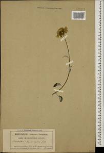 Psephellus leucophyllus (M.Bieb.) C.A.Mey., Caucasus, North Ossetia, Ingushetia & Chechnya (K1c) (Russia)