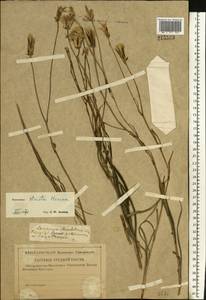 Pseudopodospermum tauricum (M. Bieb.) Vasjukov & Saksonov, Eastern Europe, Central forest-and-steppe region (E6) (Russia)