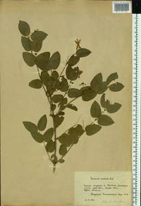 Lonicera tatarica L., Eastern Europe, Moscow region (E4a) (Russia)