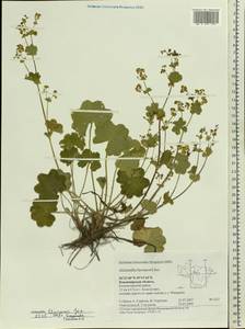 Alchemilla litwinowii Juz., Eastern Europe, Central region (E4) (Russia)
