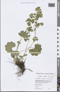 Alchemilla baltica Sam. ex Juz., Siberia, Baikal & Transbaikal region (S4) (Russia)