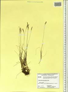 Anthoxanthum arcticum Veldkamp, Siberia, Central Siberia (S3) (Russia)