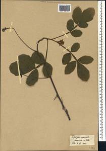 Cardiospermum halicacabum L., Africa (AFR)