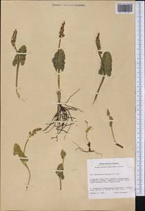 Botrychium lunaria (L.) Sw., America (AMER) (Greenland)