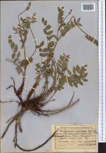 Hedysarum semenovii Regel & Herder, Middle Asia, Northern & Central Tian Shan (M4) (Kyrgyzstan)