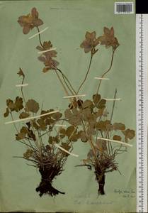 Aquilegia sibirica Lam., Siberia, Western (Kazakhstan) Altai Mountains (S2a) (Kazakhstan)