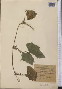 Cucurbitaceae, America (AMER) (Mexico)