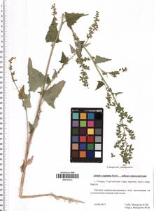 Atriplex sagittata Borkh., Eastern Europe, Middle Volga region (E8) (Russia)