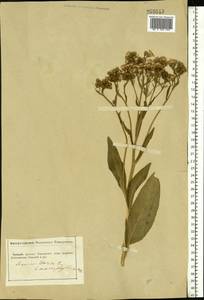 Senecio macrophyllus M. Bieb., Eastern Europe, South Ukrainian region (E12) (Ukraine)