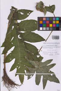 Cirsium oleraceum (L.) Scop., Eastern Europe, Moscow region (E4a) (Russia)
