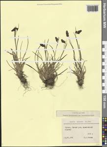 Luzula spicata (L.) DC., Caucasus, Georgia (K4) (Georgia)