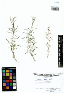 Thesium repens Ledeb., Siberia, Baikal & Transbaikal region (S4) (Russia)