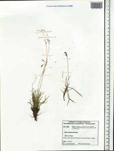 Carex krausei Boeckeler, Siberia, Central Siberia (S3) (Russia)