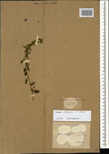 Parietaria judaica L., Caucasus, Georgia (K4) (Georgia)