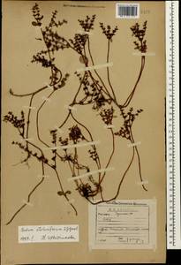 Phedimus stolonifer (S. G. Gmel.) 't Hart, Caucasus, Georgia (K4) (Georgia)