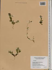 Polygala, Eastern Europe, West Ukrainian region (E13) (Ukraine)