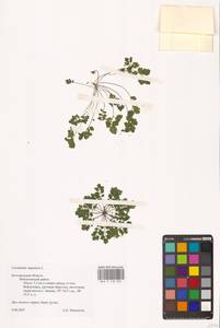 Cardamine impatiens L., Eastern Europe, Central forest-and-steppe region (E6) (Russia)