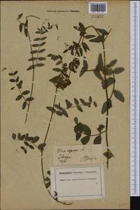Vicia sepium L., Western Europe (EUR) (Germany)