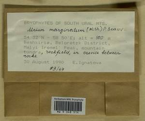 Mnium marginatum (Dicks.) P. Beauv., Bryophytes, Bryophytes - South Urals (B14) (Russia)