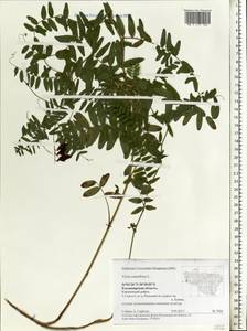 Vicia cassubica L., Eastern Europe, Central region (E4) (Russia)