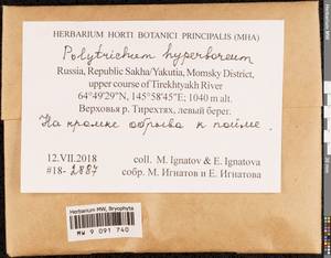 Polytrichum hyperboreum R. Br., Bryophytes, Bryophytes - Yakutia (B19) (Russia)