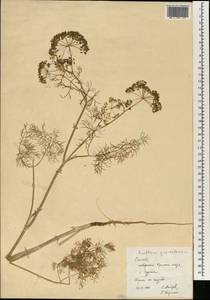 Anethum graveolens L., Africa (AFR) (Egypt)