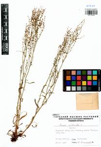 Rumex acetosella L., Siberia, Baikal & Transbaikal region (S4) (Russia)