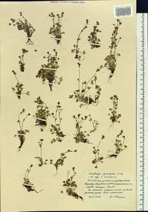 Saxifraga hyperborea R. Br., Siberia, Yakutia (S5) (Russia)