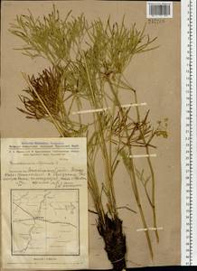 Peucedanum morisonii Besser, Siberia, Western Siberia (S1) (Russia)