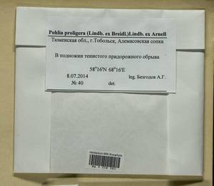Pohlia proligera (Kindb. ex Breidl.) Lindb. ex Arnell, Bryophytes, Bryophytes - Western Siberia (including Altai) (B15) (Russia)