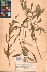 Salix triandra × viminalis, Eastern Europe, Moscow region (E4a) (Russia)