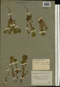 Buglossoides tenuiflora (L. fil.) I. M. Johnst., Eastern Europe, Lower Volga region (E9) (Russia)