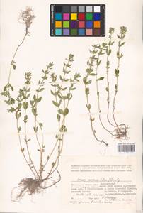MHA 0 156 527, Clinopodium acinos (L.) Kuntze, Eastern Europe, Lower Volga region (E9) (Russia)