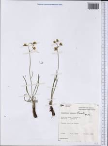 Anticlea elegans (Pursh) Rydb., America (AMER) (Canada)