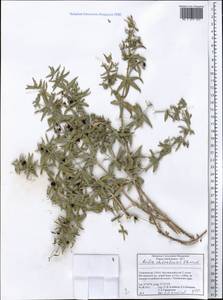 Rubia chitralensis Ehrend., Middle Asia, Pamir & Pamiro-Alai (M2) (Tajikistan)