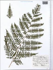 Pteridium aquilinum (L.) Kuhn, Africa (AFR) (Ethiopia)