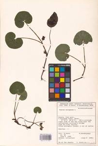 Asarum europaeum L., Eastern Europe, North-Western region (E2) (Russia)